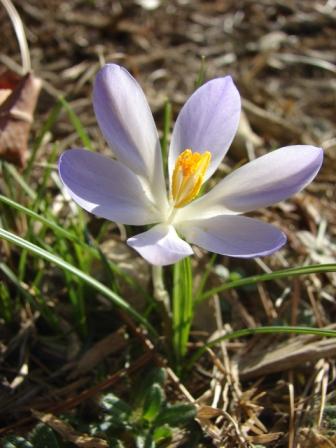 crocus.jpg