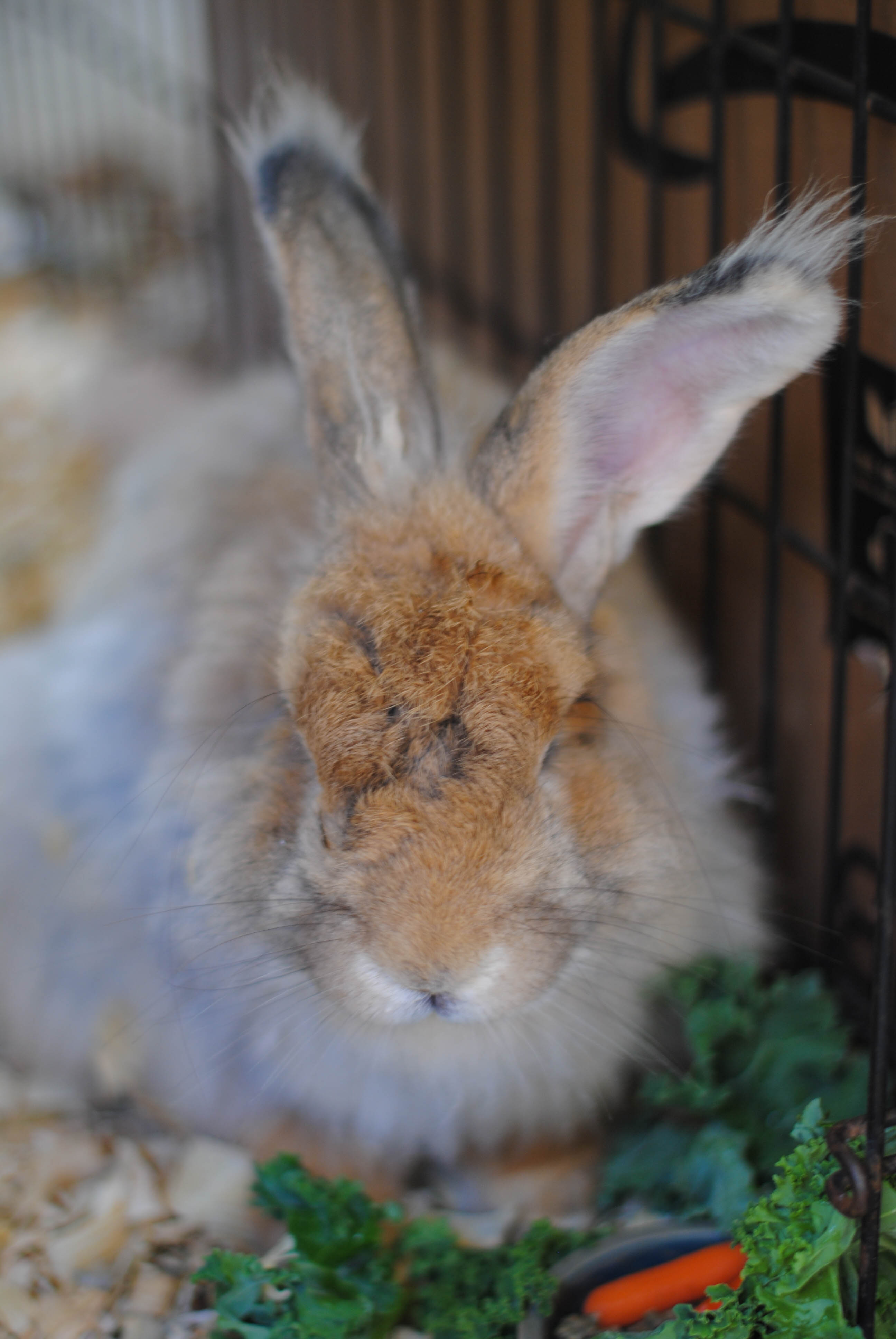 Buns of Fiber! | Merry Magpie Farm