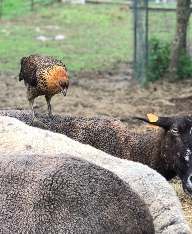 9B96427F-2BD9-490F-8769-9A74EAD05DC7